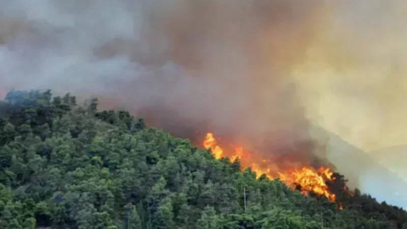 Bizerte : l’incendie de la forêt de Rymel maîtrisé