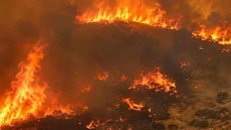 Béja : les efforts se poursuivent pour maîtriser les incendies