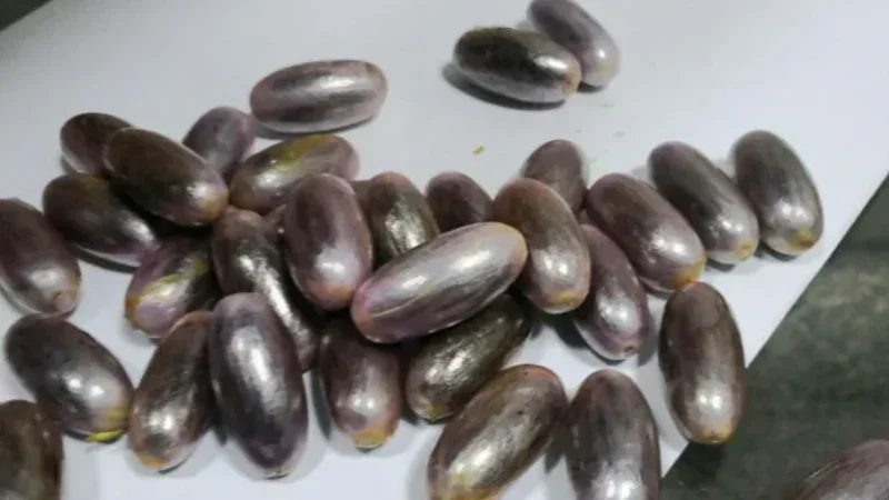 Trafic de drogue : Démantèlement d’un réseau maghrébin à Tunis