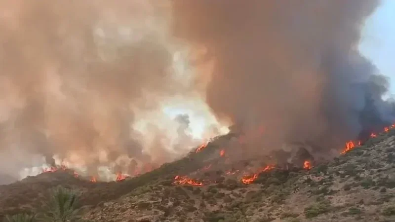 Après l’incendie, la forêt de Ghar El Melh va se refaire belle...