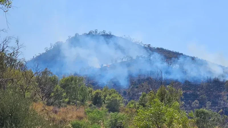 Jendouba : l’incendie des forêts de Bou Salem maîtrisé