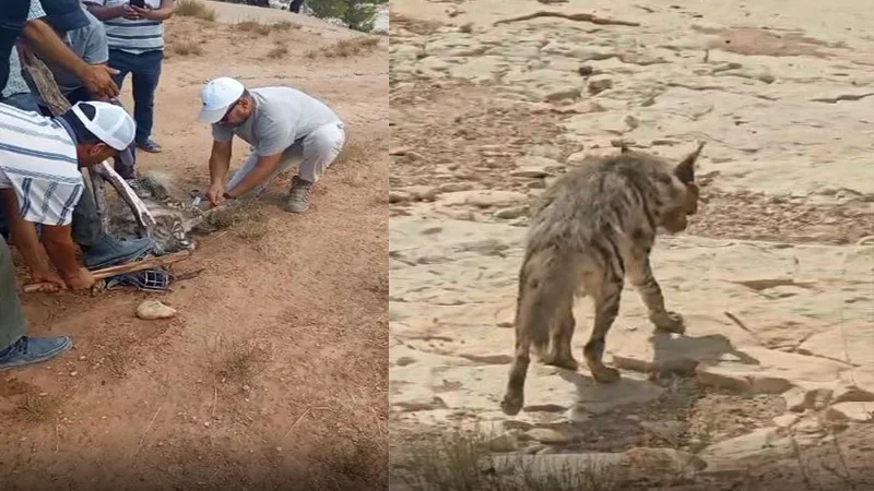 القصرين: إنقاذ ضبع مخطّط مهدد بالانقراض وإعادة إطلاقه بجبل تيوشة
