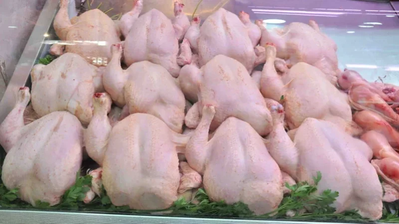 فتحي غريب: لا خوف على توفر الدجاج.. وعودة نسق الانتاج في أكتوبر
