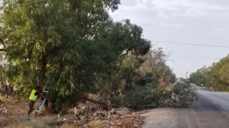 سيدي بوزيد: شذب الأشجار الخطرة وتفقد الجاهزية للتقلبات المناخية