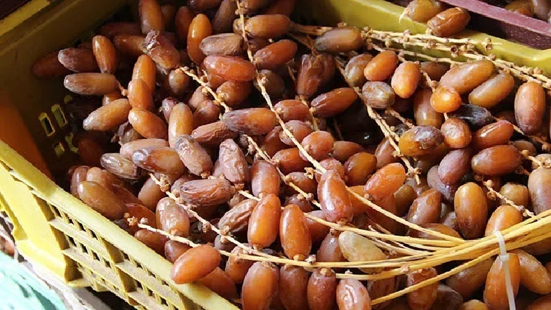 صادرات التمور تسجل نموا بـ29% والعائدات تتجاوز 900 مليون دينار