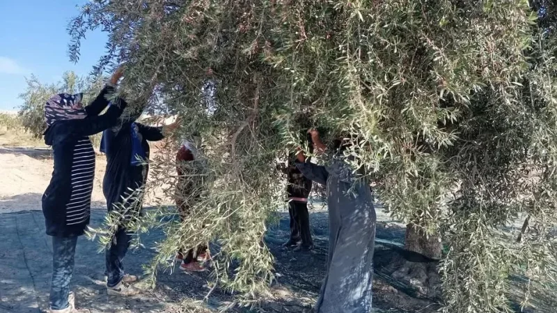 قابس: انطلاق موسم جني الزيتون بمنزل الحبيب غدًا