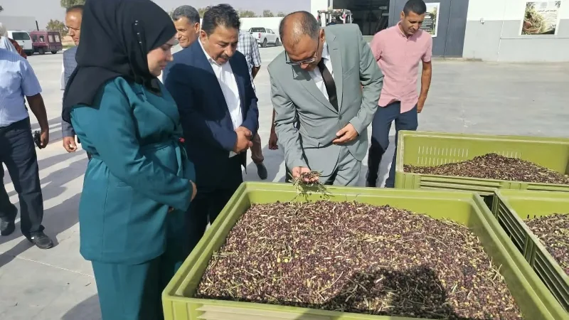 قابس: انطلاق موسم جني الزيتون