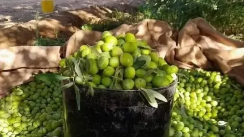ولاية تونس: 3 نوفمبر موعد انطلاق موسم جني الزيتون