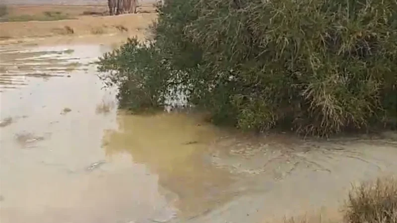 الأمطار الغزيرة في تطاوين تعيد الحياة للنباتات الطبيعية