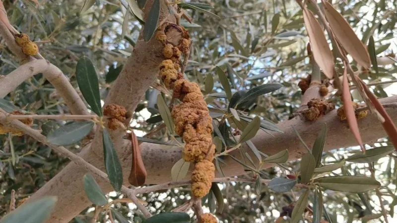 سيدي بوزيد: الإصابات بمرض سل الزيتون خفيفة ولا تشكل خطورة