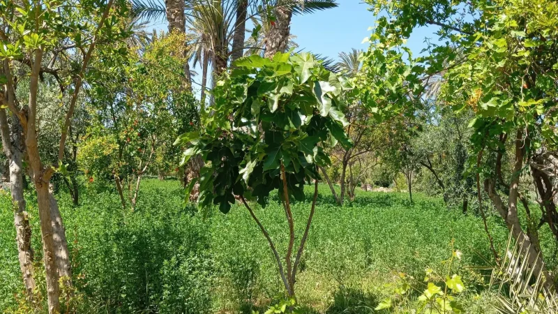قابس: أرقام مُهمّة تُعزز صدارة الولاية كقطب فلاحي