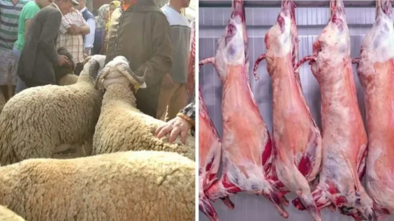 وزارتا الفلاحة والتجارة تبحثان ضبط أسعار اللحوم وتوفير أضاحي العيد