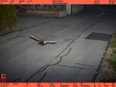 Suisse : un canard flashé en excès de vitesse par un radar