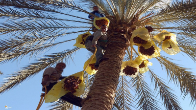 فلاحو جمنة يستأنفون جني التمور بعد الاتفاق بشان أسعار قبول دقلة النور فلاحو جمنة يستأنفون جني التمور بعد الاتفاق بشان أسعار قبول دقلة النور