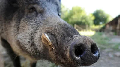 القصرين: خنازير في السوق الأسبوعية ! القصرين: خنازير في السوق الأسبوعية !