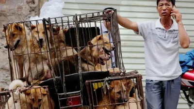 حظر استهلاك لحوم الكلاب والقطط في إندونيسيا حظر استهلاك لحوم الكلاب والقطط في إندونيسيا