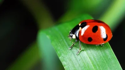 زغوان: نثر 5500 دعسوقة لمقاومة الحشرة القرمزية بغراسات التين الشوكي زغوان: نثر 5500 دعسوقة لمقاومة الحشرة ...