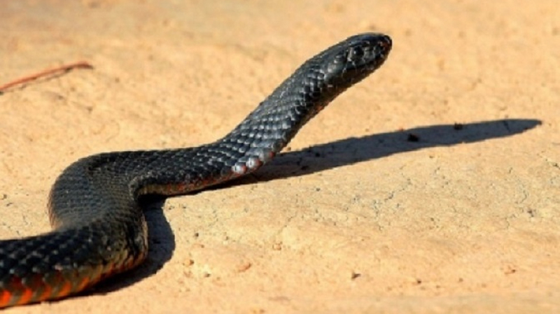 Маленькие черные змеи. Коричневая змея. Змей на природе. Маленькие черные змеи. Степной удав желтобрюх.