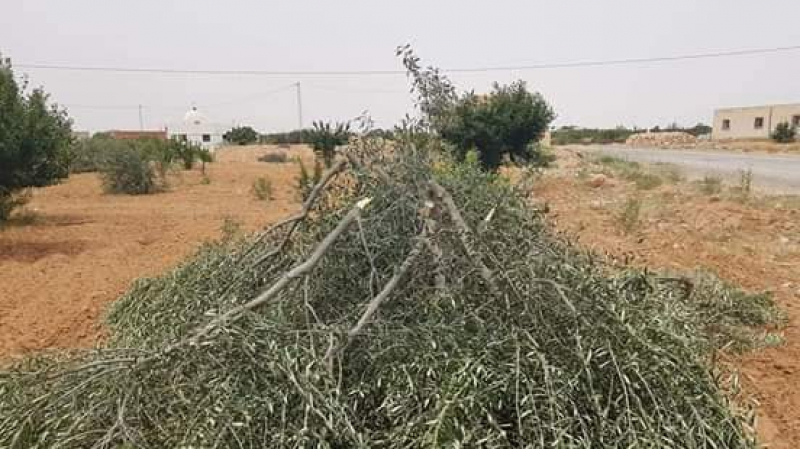 قطع أشجار زيتون في بئر علي بن خليفة