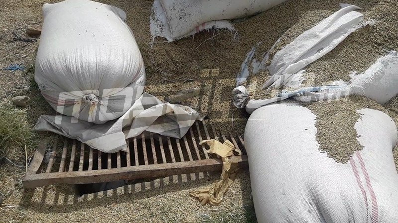 اتحاد الفلاحة يدعو إلى إجلاء محاصيل الحبوب ونقلها إلى المخازن اتحاد الفلاحة
