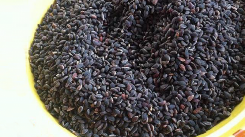 المحافظة على نفس أسعار السنة الفارطة للزقوقو