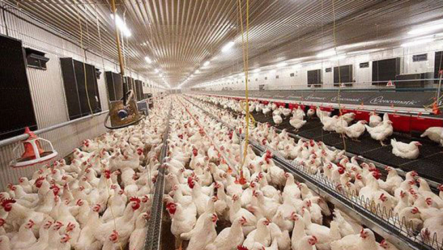 رئيس غرفة المذابح: خسائر قطاع الدواجن تجاوزت الـ300 مليار رئيس غرفة المذابح: خسائر قطاع الدواجن تجاوزت الـ300 مليار