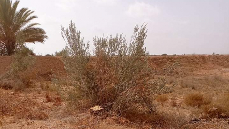 مارث: قطع 37 شجرة زيتون مارث: قطع 37 شجرة زيتون
