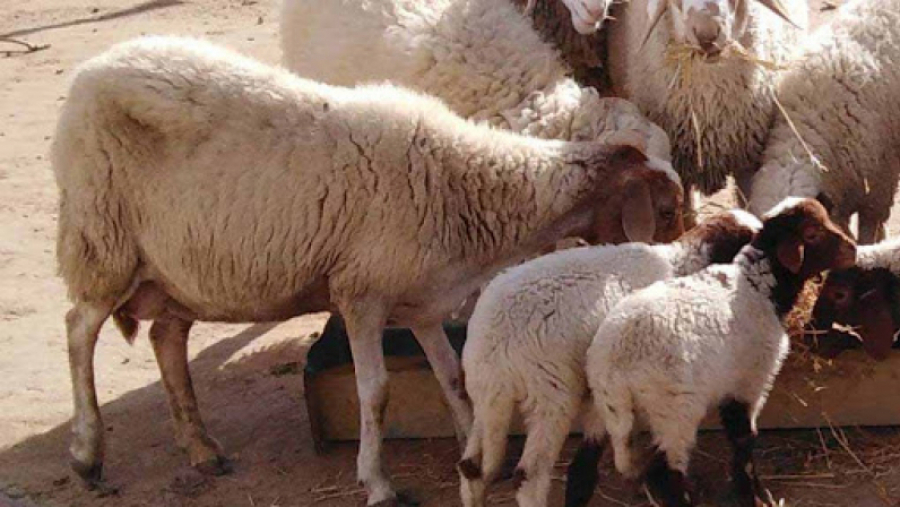 وزارة الفلاحة: توفر 1،6 مليون رأس من الأغنام لتغطية حاجيات السوق وزارة الفلاحة: توفر 1،6 مليون رأس من الأغنام لتغطية حاجيات السوق
