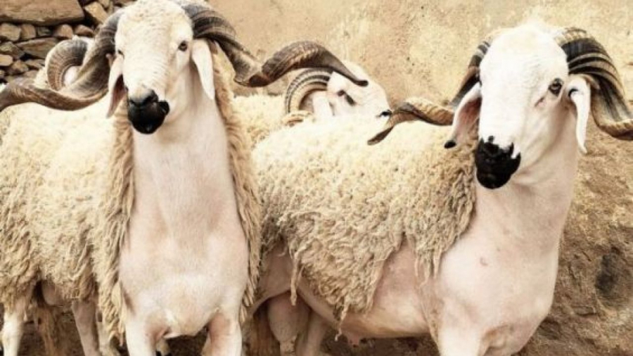 معهد التغذية يضع أرقاماً هاتفية للاستفسار بشأن الأضحية خلال العيد معهد التغذية يضع أرقام هاتفية للاستفسار بشأن الأضحية خلال العيد