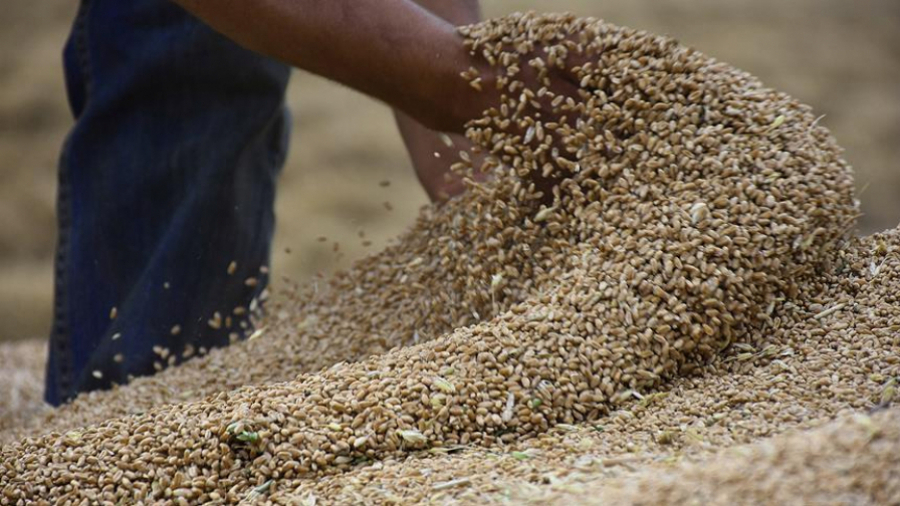 كميات الحبوب المجمعة وطنياً تناهز 7.433 مليون قنطار إلى حدود 5 أوت كميات الحبوب المجمعة وطنياً تناهز 7.433 مليون قنطار إلى حدود 5 أوت