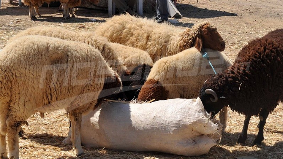 تحديد السعر المرجعي لأضاحي العيد