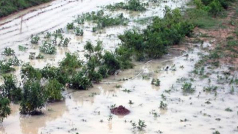 Béja : L'effet des dernières pluies sur le foin béja