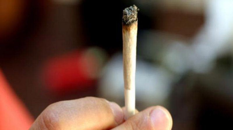 Légalisation du cannabis : Les diplômés chômeurs prioritaires cannabis