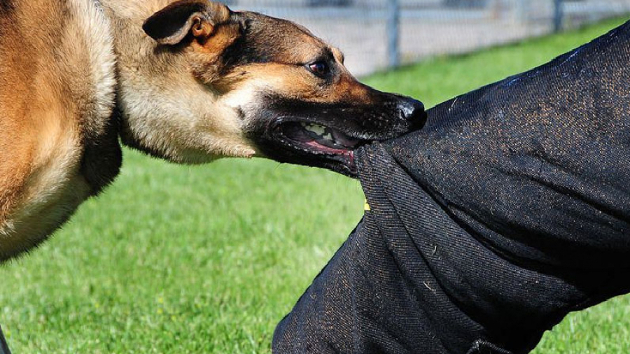 chien méchant