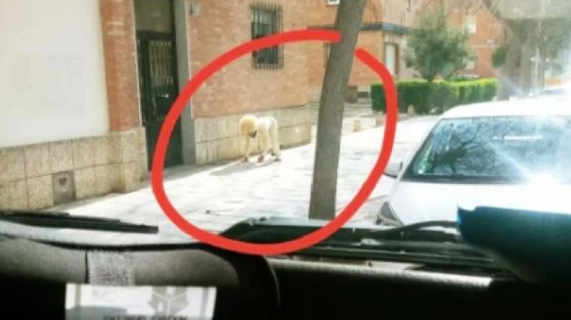 Confinement : Il se déguise en chien pour sortir de chez lui Confinement : Il se déguise en chien pour sortir de chez lui