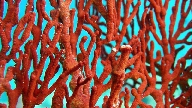 corail 