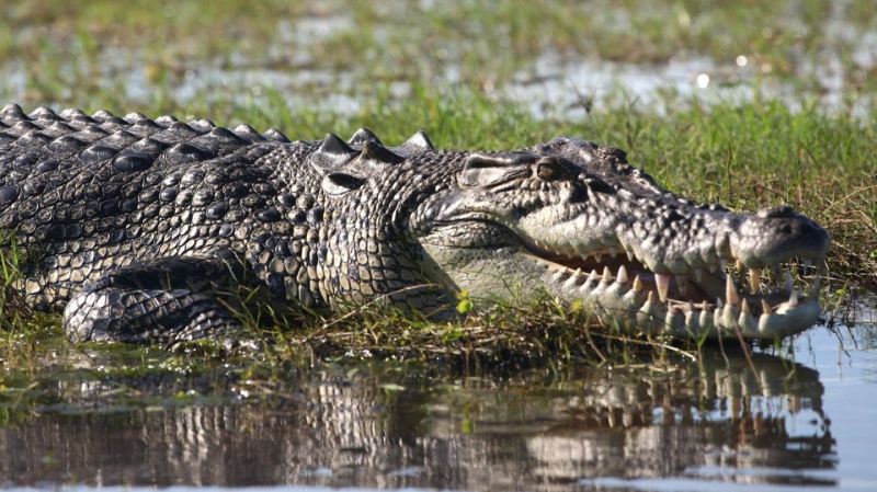 Il met son doigt dans l’œil d'un crocodile pour échapper à la mort crocodile