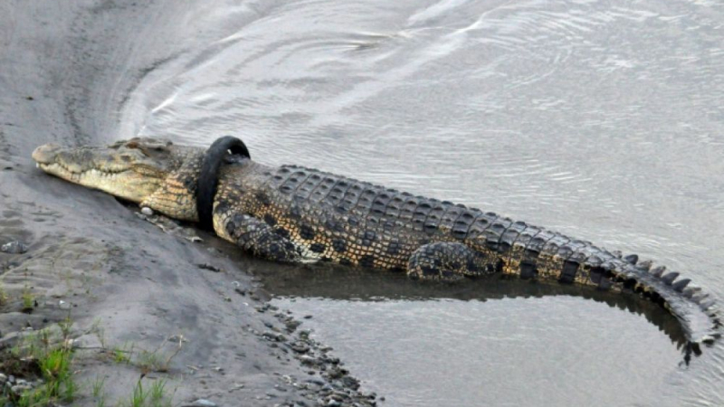 Crocodile géant 