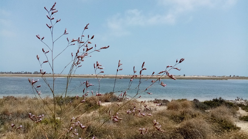 Découverte d'une plante qui ne pousse qu'à Djerba Découverte d'une plante qui ne pousse qu'à Djerba