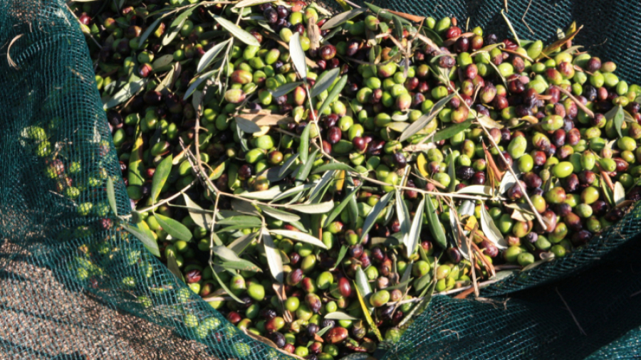 Démarrage de la cueillette des olives à Sidi Bouzid Démarrage de la cueillette des olives à Sidi Bouzid