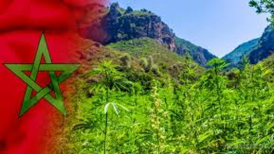 Démarrage de la culture du cannabis au Maroc