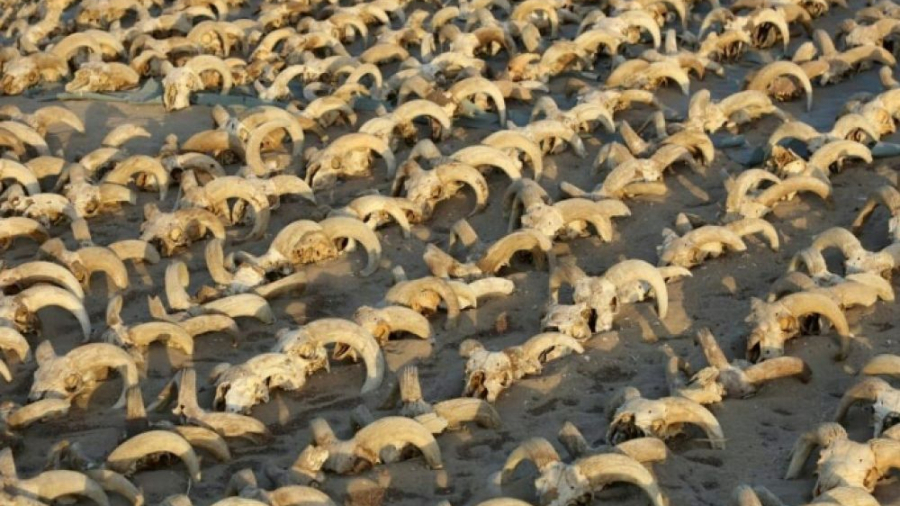 Égypte : Découverte de 2000 têtes de béliers momifiées 