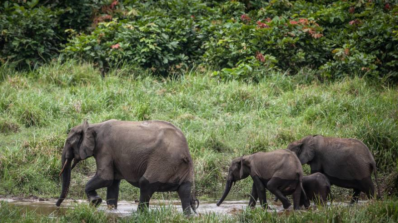 Thaïlande : Onze éléphants retrouvés morts éléphants