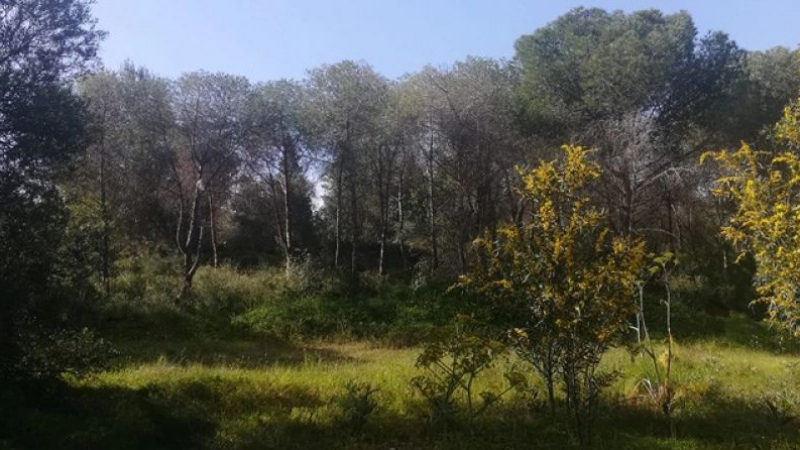 Accros à la colle forte, ils tentent de mettre le feu à la forêt forêt