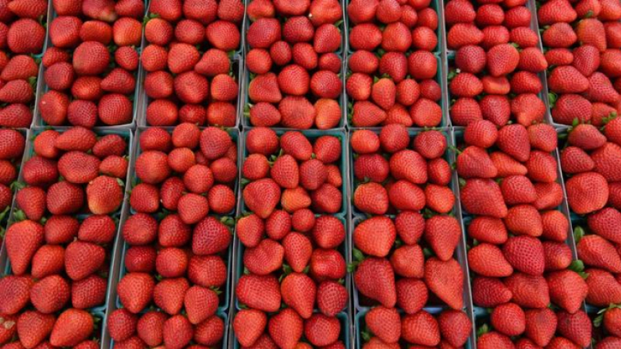 SOTUMAG: Les fraises exclusivement aux détenteurs d'une patente fraise
