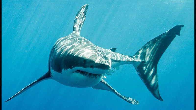 Usa Une Femme Succombe A Une Attaque D Un Grand Requin Blanc Mosaique Fm