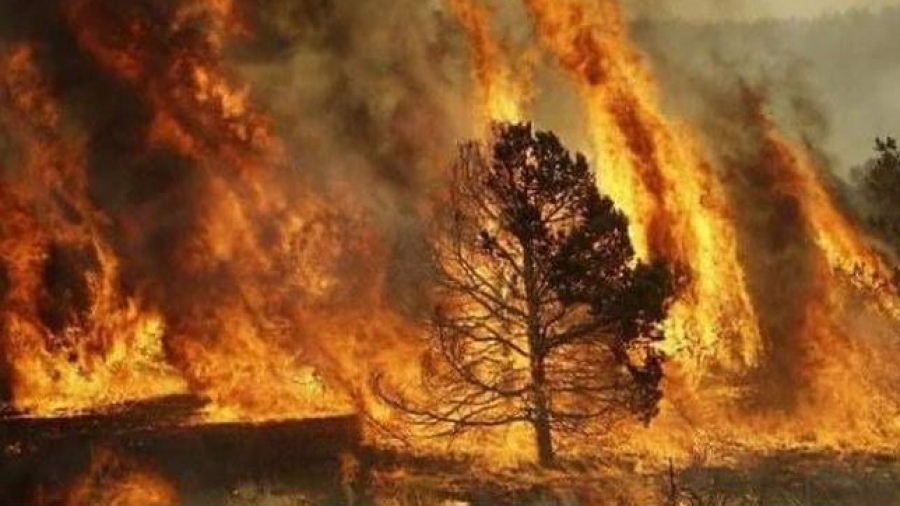 Incendie à Jendouba: aucune perte humaine n’est à déplorer Incendie à Jendouba: aucune perte humaine n’est à déplorer