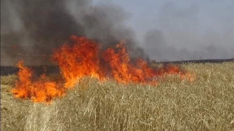 Borj El Amri : Un incendie dans une ferme maîtrisé Incendie-céréales