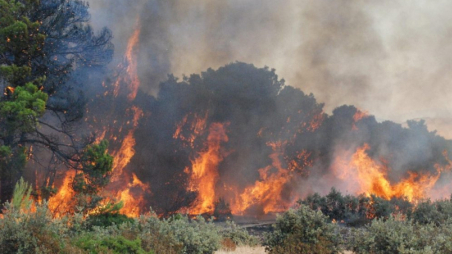 Incendie d'une forêt à Ain drahem: un pyromane arrêté 