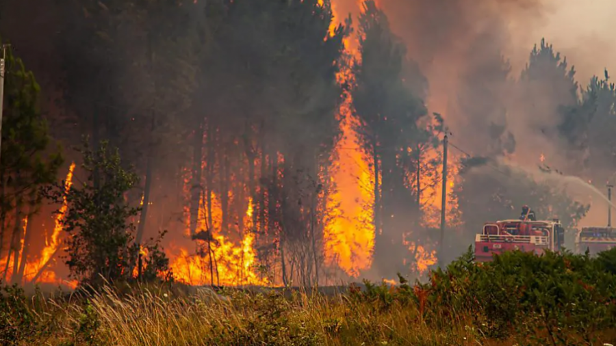Kairouan: Trois hectares d'arbres forestiers dévorés par les flammes 